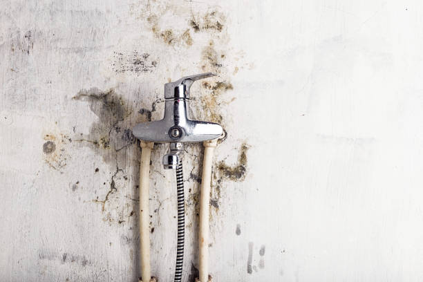 Best Home Mold Removal  in Lake Havasu City, AZ