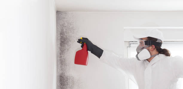Home Mold Removal in Lake Havasu City, AZ