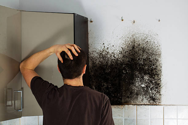 Mold Removal and Inspection in Lake Havasu City, AZ