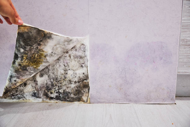Best Attic Mold Removal  in Lake Havasu City, AZ